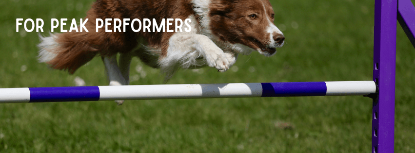 Cold vs. Warm: What Actually Gets Dogs Drinking Between Runs - BUDDYBOTTLE