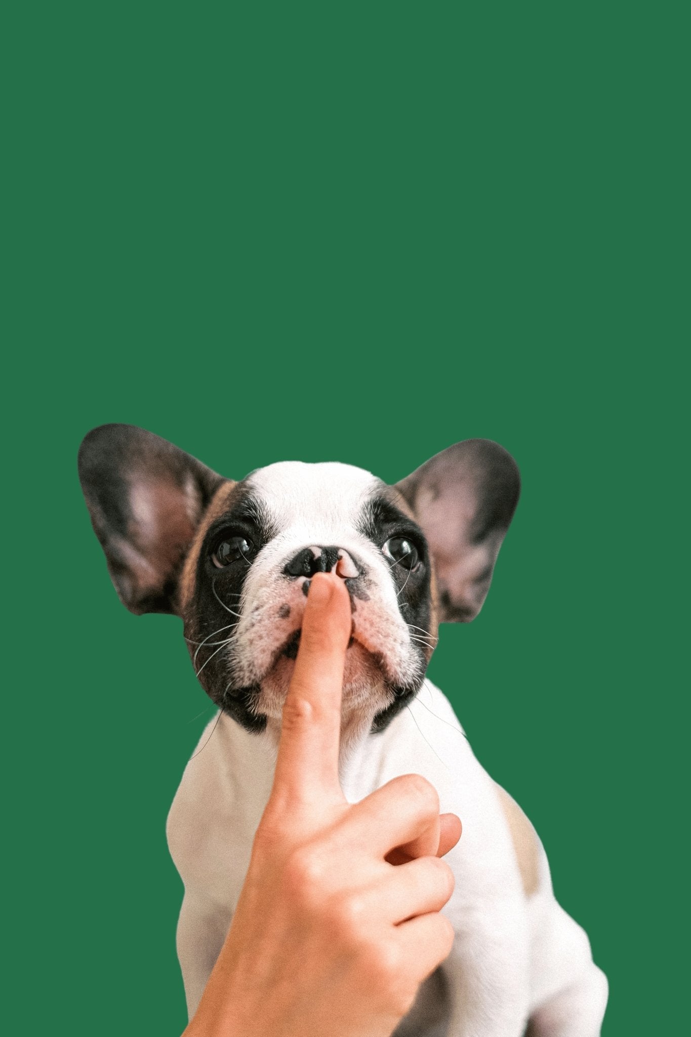 The Ultimate Guide to Being a New Puppy Parent: Tips for an amazing journey! - BUDDYBOTTLE