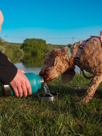 Dog Water Bottle for Walking & Travel | 900ml Buddy Bottle | Insulated Stainless Steel Bottle with Bowl, Leakproof